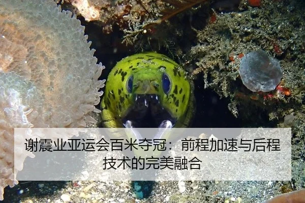 谢震业亚运会百米夺冠：前程加速与后程技术的完美融合